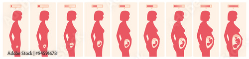 The growth of a human fetus in weeks and months in vector format