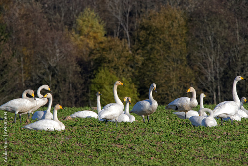 Whooper swans © heitipaves