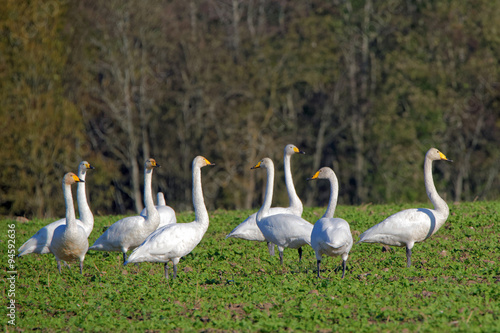 Whooper swans