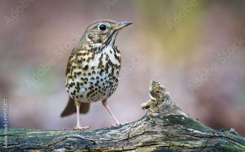Obraz na plátně The Song thrush and the Branch