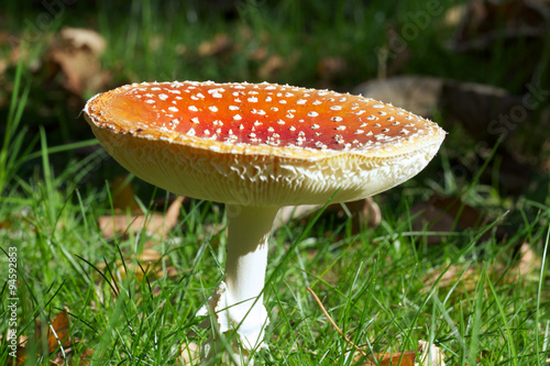 poisonous mushroom photo