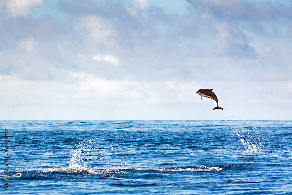 Dolphin jumping high out of the water at the Azores