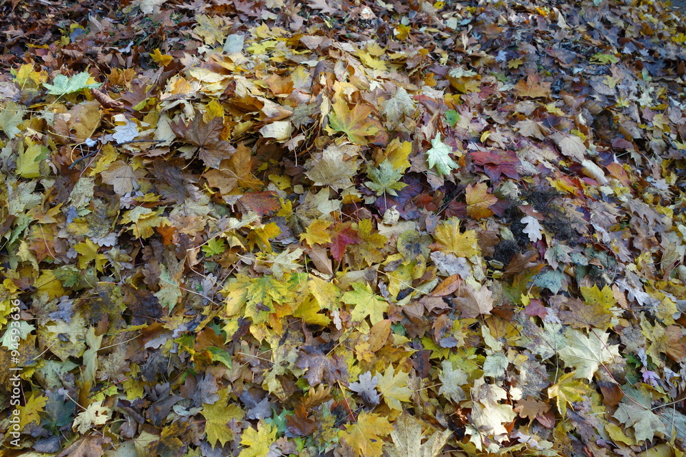 Obraz premium Blättermeer