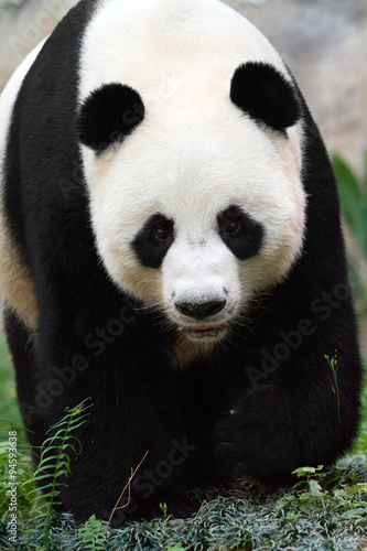 Close up portrait of a giant panda (Ailuropoda melanoleuca) #94593638