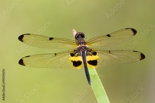 Rhyothemis phyllis dragonfly in Thailand © dennisvdwater