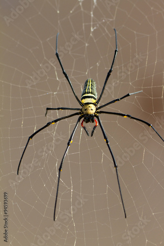 Large golden-orb web spider, Nephila Pilipes, in its web © dennisvdwater
