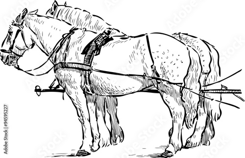 horses in the harness