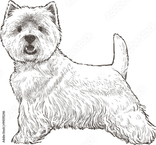 white scotish terrier