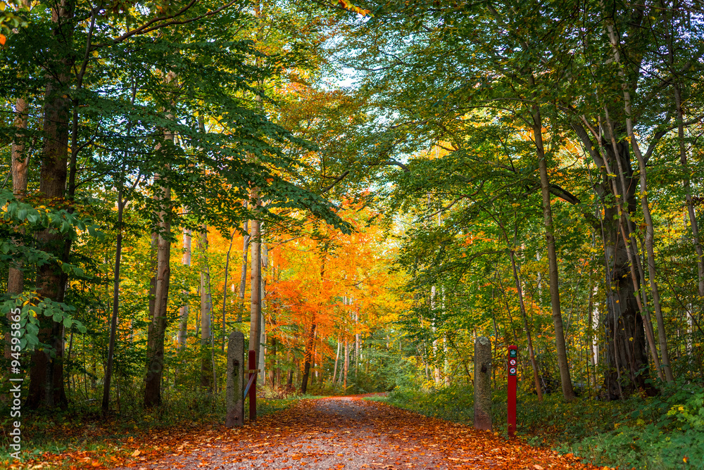 Obraz premium Nature path in a danish forest at autumn