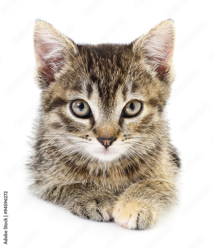 Kitten on a white background Kitten on a white background