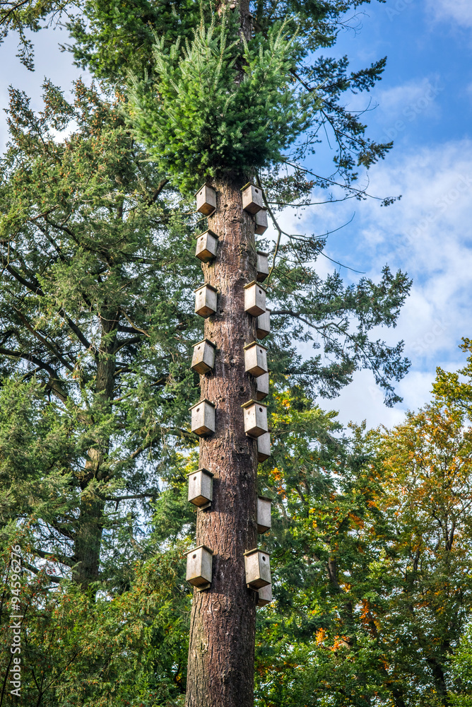 Fototapeta premium Bird nests in a tall tree