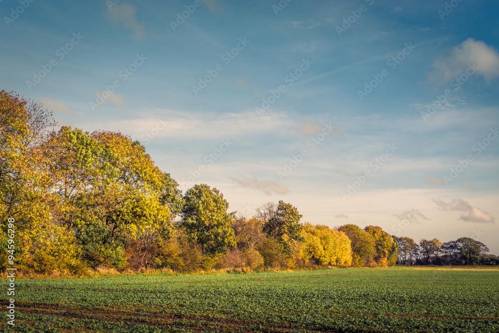 Colorful tree by a field