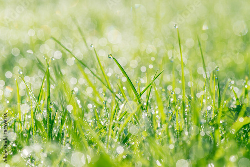 Fresh grass with dew