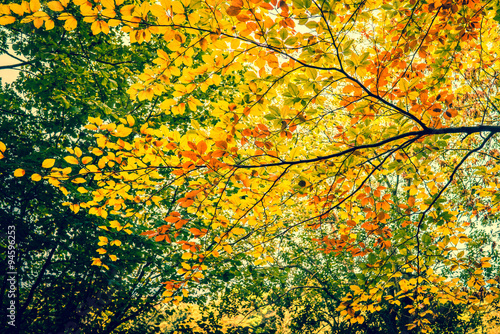 Autumn leaves in the forest