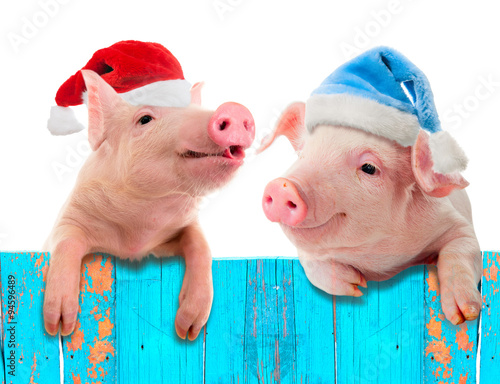 Funny piglet in a cap of Santa Claus hanging on the fence. Studio photo. Isolated on white background. Collage for congratulations farmers.
