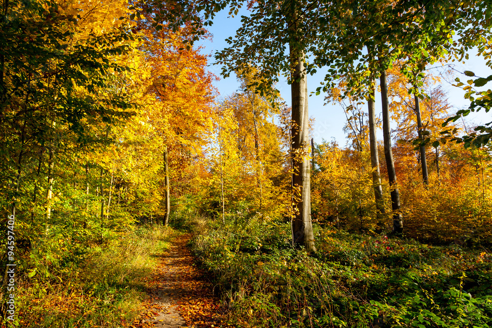 Obraz premium Waldweg im Herbst