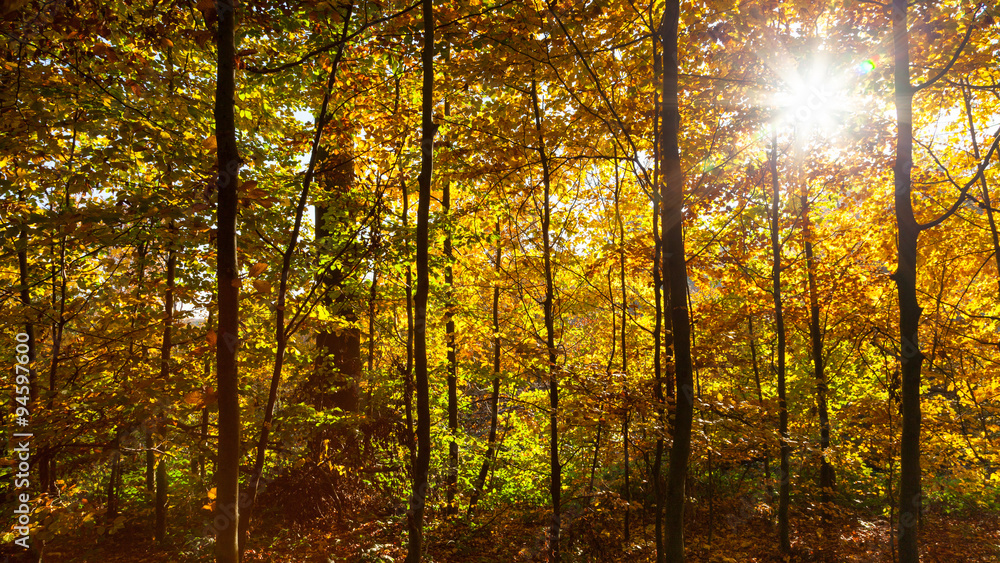 Herbst Panorama