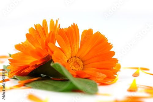 Calendula officinalis flower  marigold