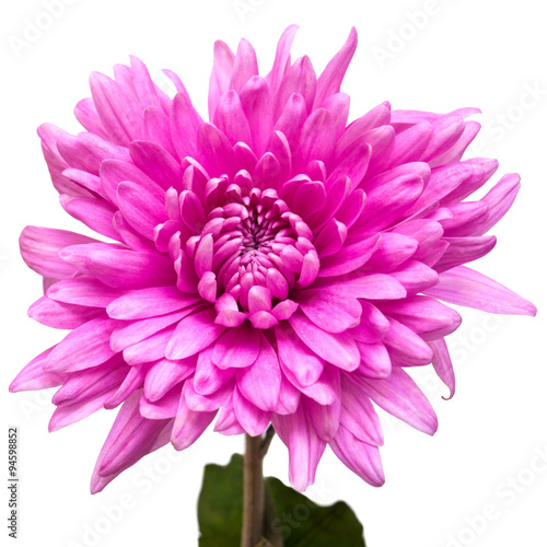 Light pink chrysanthemum flower