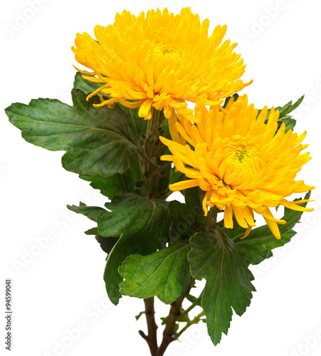 Carta da parati Two yellow chrysanthemum flower