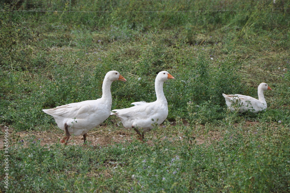 Gänse Gänse
