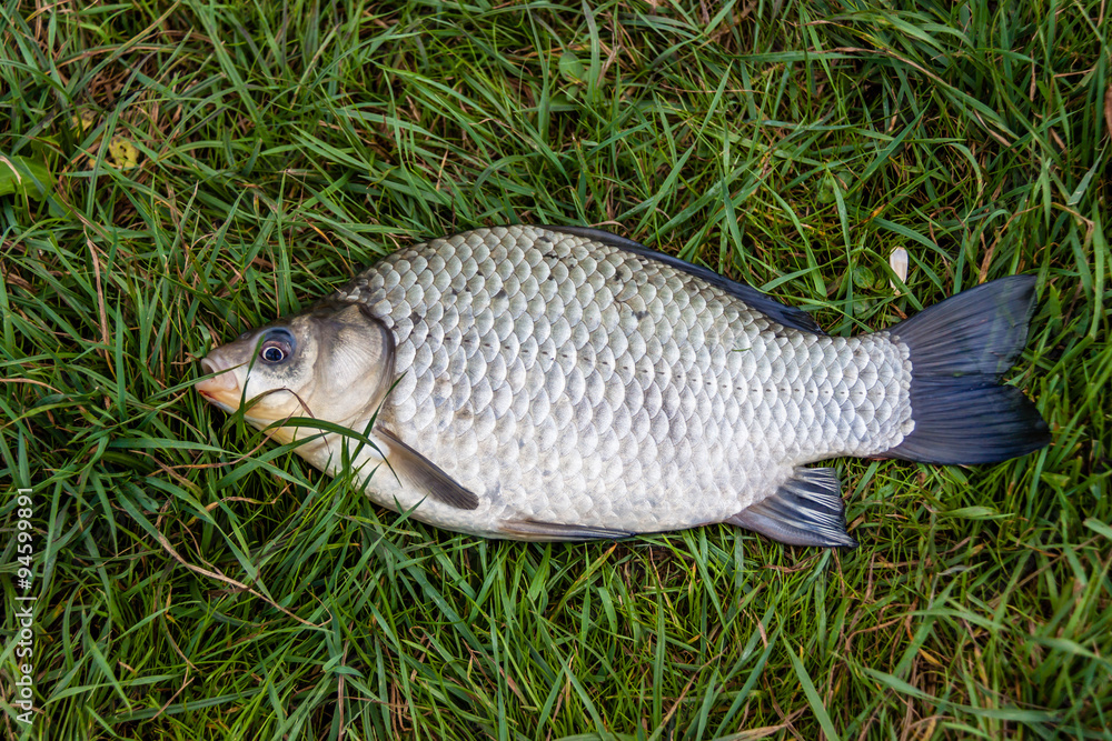 Small fish on grass Small fish on grass