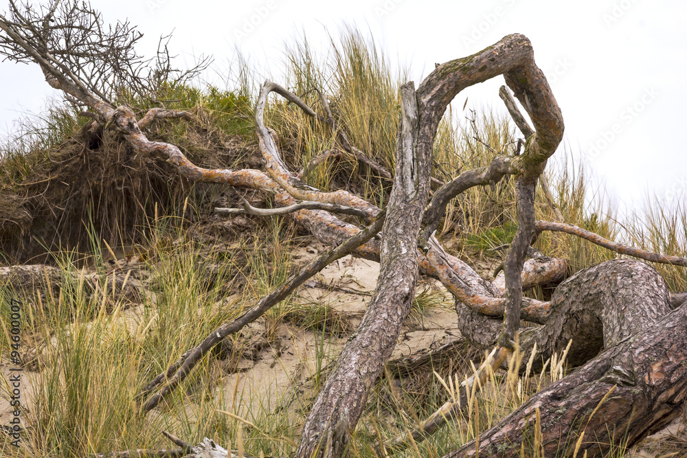 Fototapeta premium Old Pine Tree