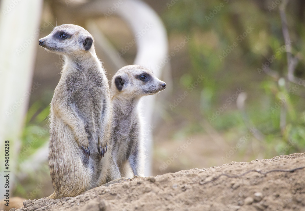 Two Meerkats (Suricata suricatta) Two Meerkats (Suricata suricatta)