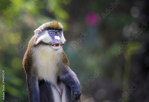 Lesser spot-nosed monkey (Cercopithecus petaurista) photo