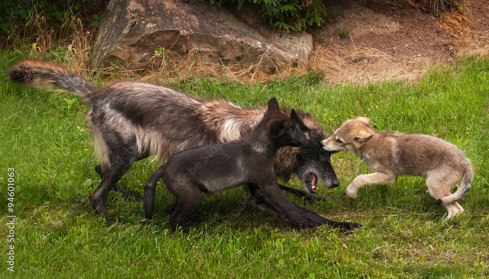 Pups and Black Phase Grey Wolf (Canis lupus) Play