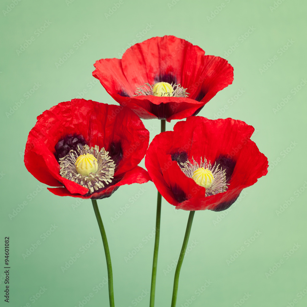 Three red poppies on trendy green background