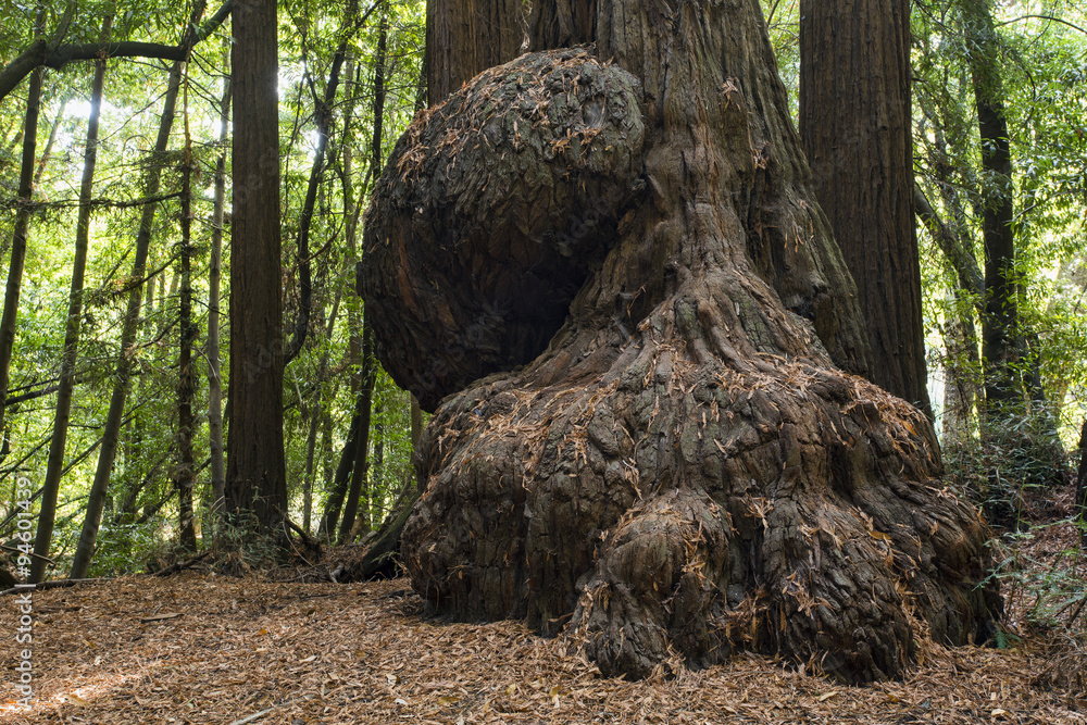 Obraz premium Redwood Burl