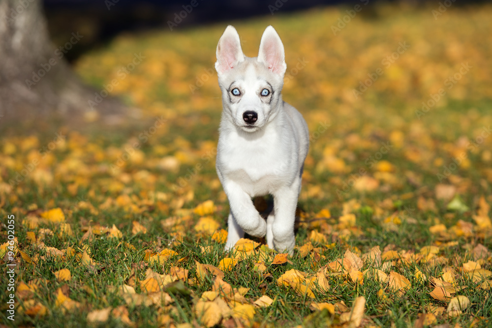 siberian husky puppy running outdoors siberian husky puppy running outdoors