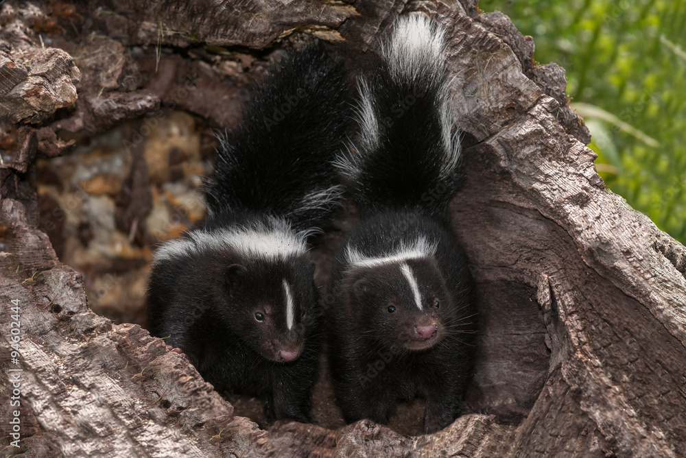 Baby Striped Skunks (Mephitis mephitis) Look Out from Log Baby Striped Skunks (Mephitis mephitis) Look Out from Log