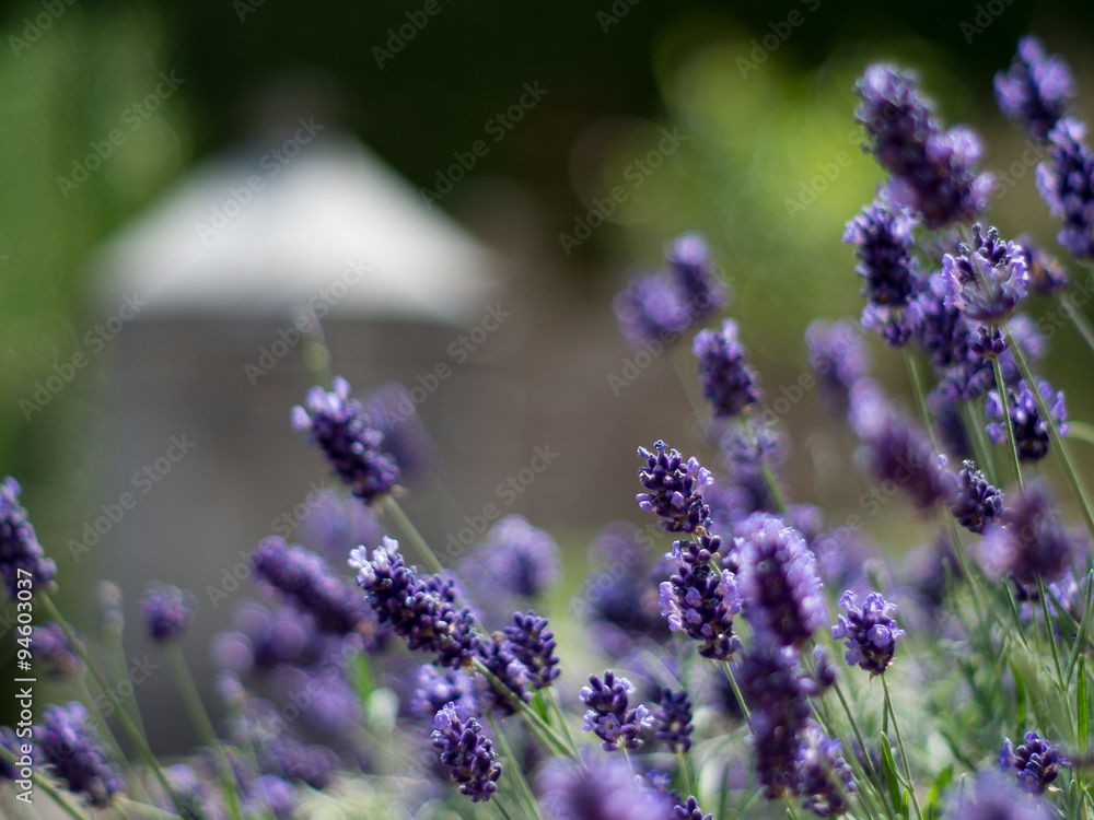 Obraz premium Der Lavendel blüht