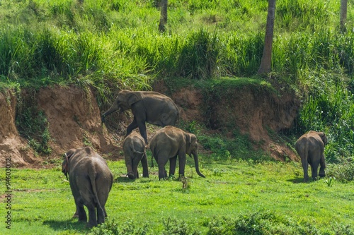 Photography elephants in pinnawela sri lanka