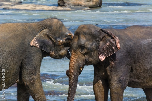 Photography elephants in pinnawela sri lanka