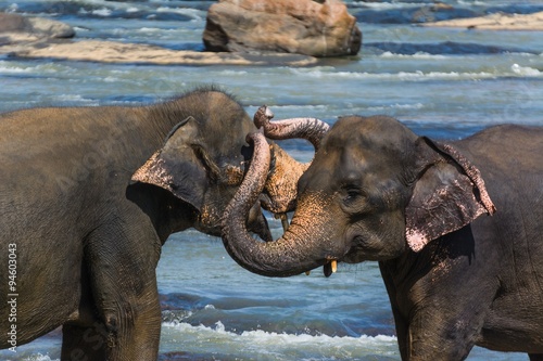 Photography elephants in pinnawela sri lanka