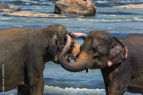 Photography elephants in pinnawela sri lanka