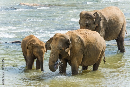 Canvas Print elephants in pinnawela sri lanka