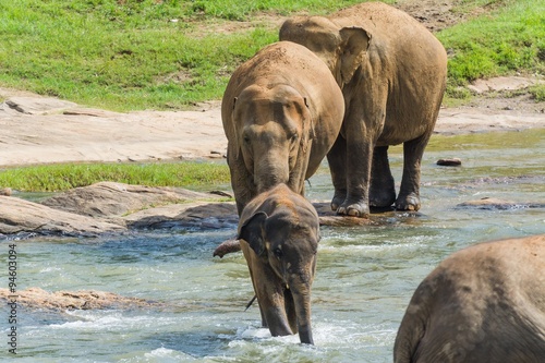 Canvas Print elephants in pinnawela sri lanka