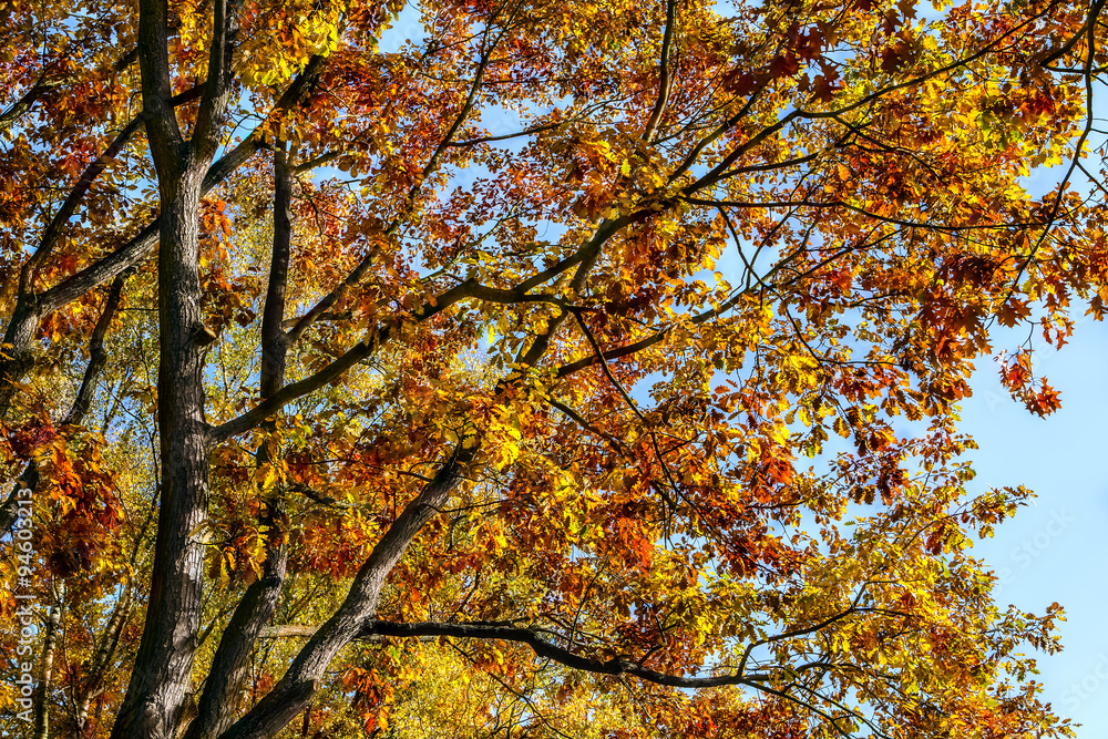 Herbstbaum Eiche mit buntem Herbstlaub vor blauem Himmel Herbstbaum Eiche mit buntem Herbstlaub vor blauem Himmel