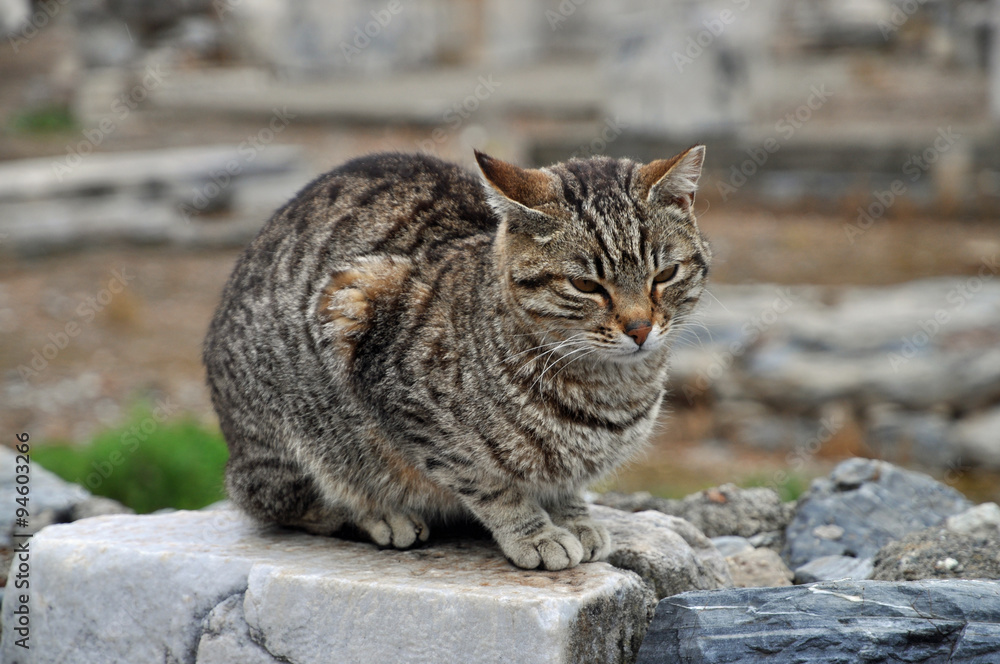 Naklejka premium Katze