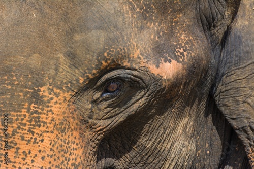 Photography elephants in pinnawela sri lanka