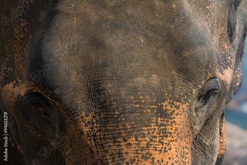 elephants in pinnawela sri lanka photo