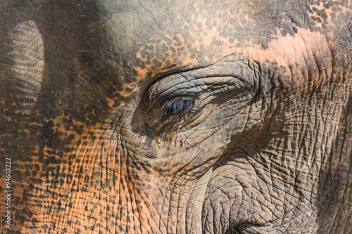 Photography elephants in pinnawela sri lanka
