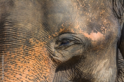 Photography elephants in pinnawela sri lanka