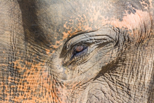 Photography elephants in pinnawela sri lanka