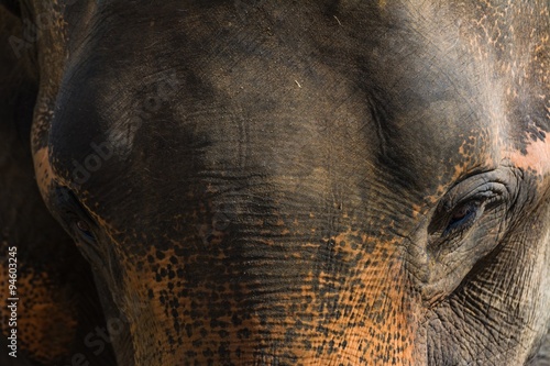 Photography elephants in pinnawela sri lanka