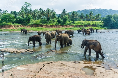 elephants in pinnawela sri lanka